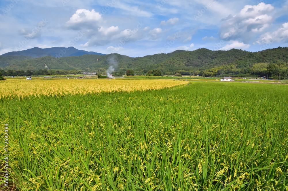 実りの秋 日本の田園風景 実りの秋 日本の田園風景