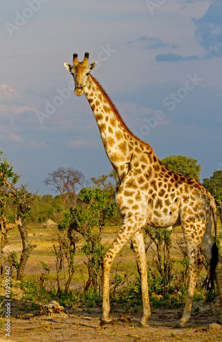 Portrait of an adult giraffe standing on the open african plains on Zimbabwe