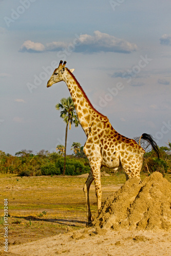 Giraffe standing in the bush with a nice sky in hwange, zimbabwe