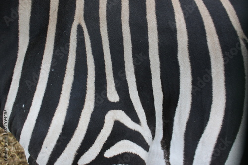 Zebrafell Streifen