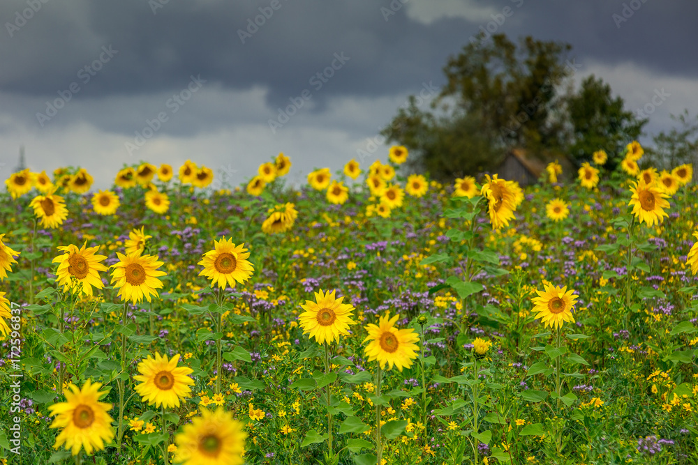 Sonnenblumen unter dramatischem Himmel Sonnenblumen unter dramatischem Himmel