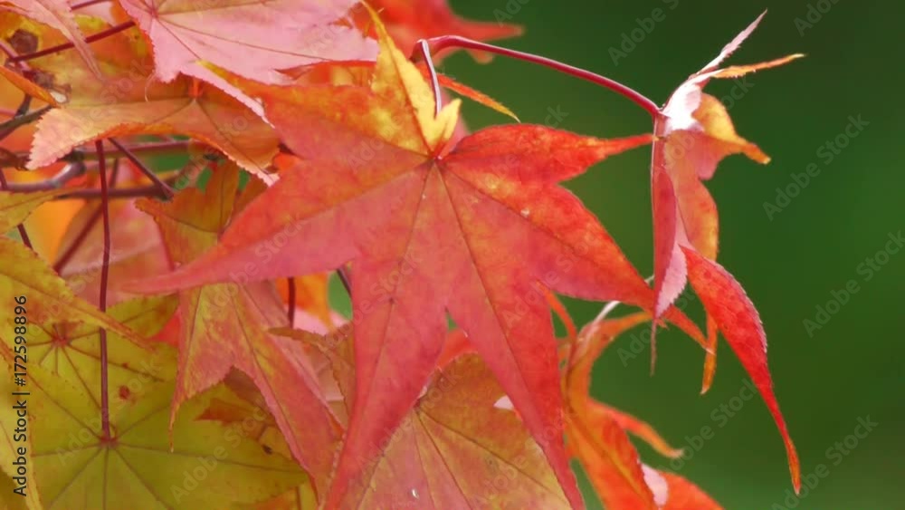 紅葉 クローズアップ 紅葉 クローズアップ
