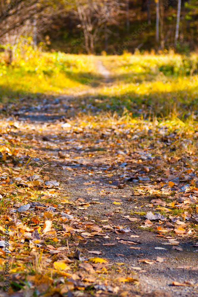 trail away, autumn forest