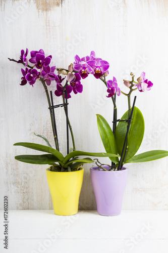 Two orchids in pots on a wooden table