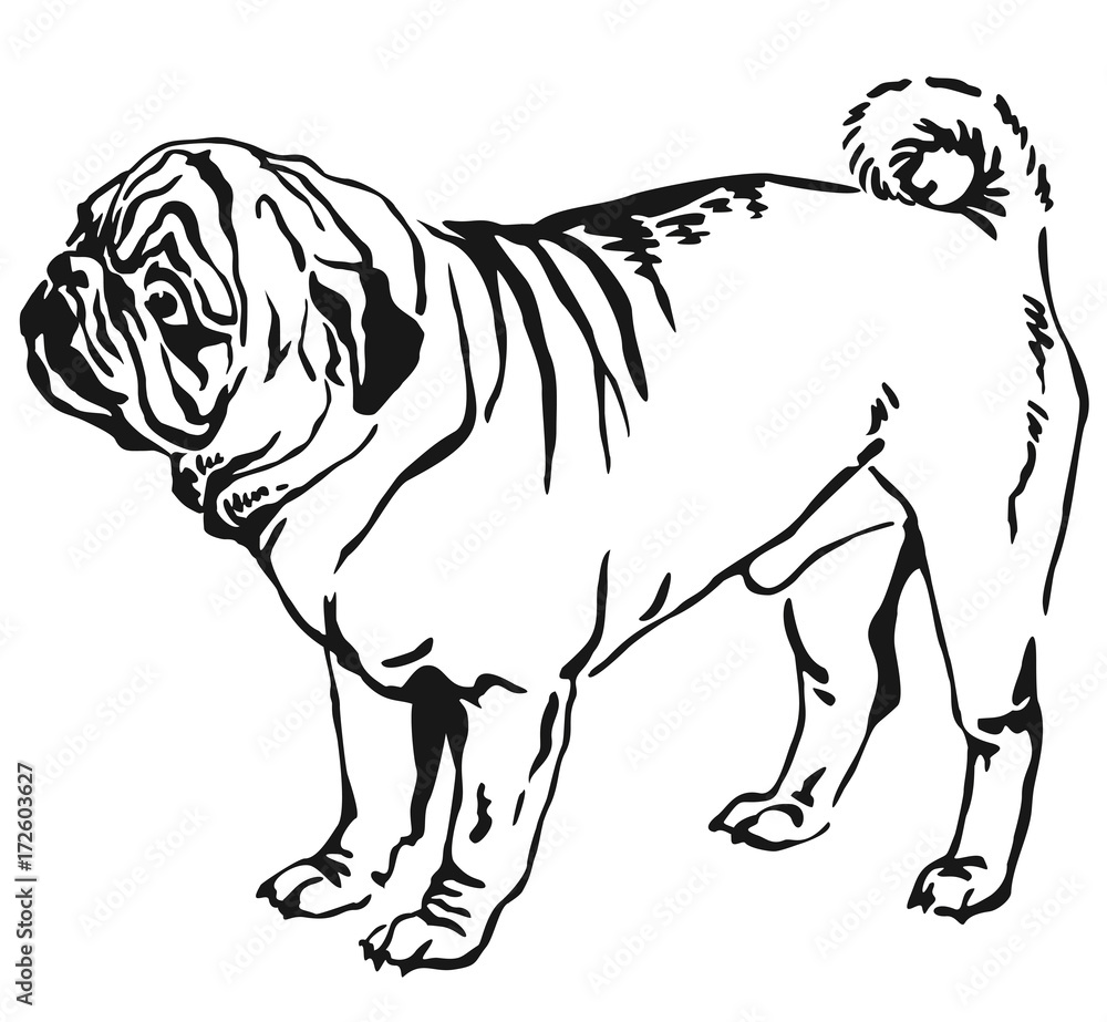 Obraz premium Decorative standing portrait of dog pug vector illustration