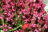 Home autumn decoration with heathers with selective focus. Autumn flowers.
