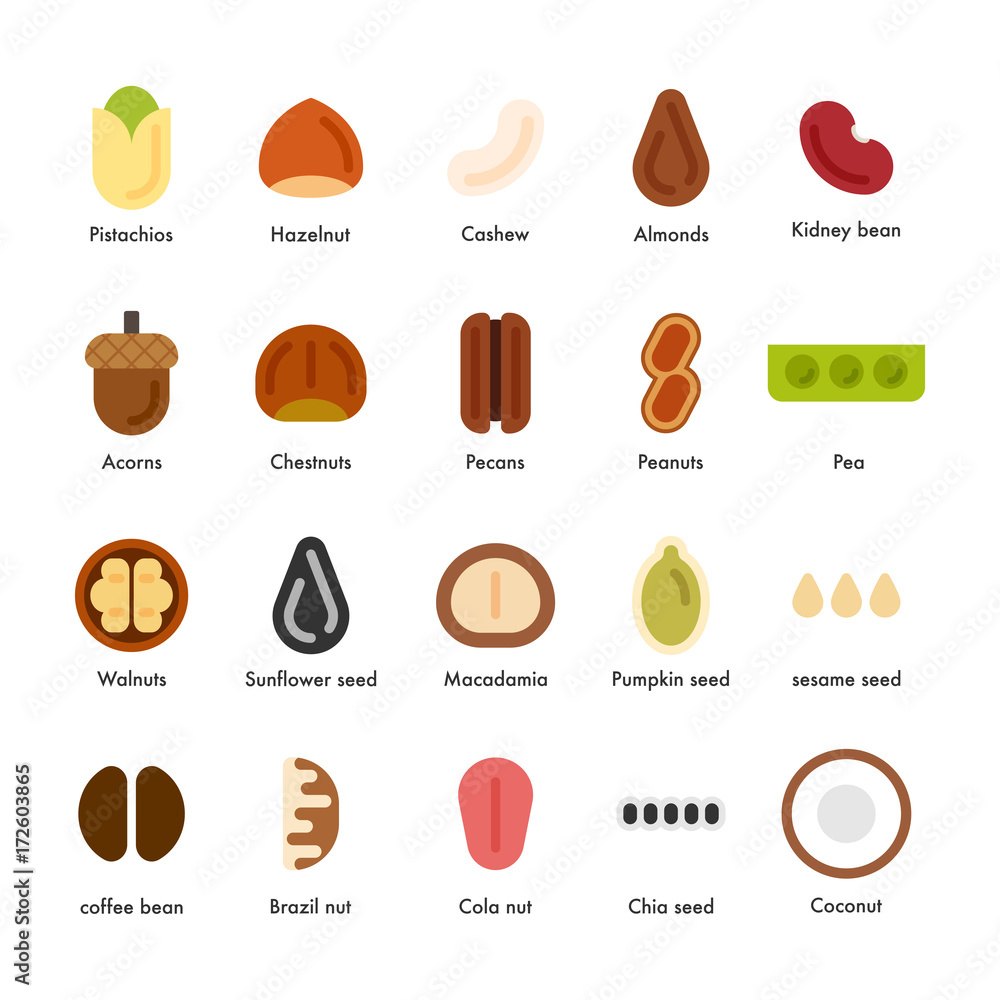 Various nuts vector flat design illustration set 