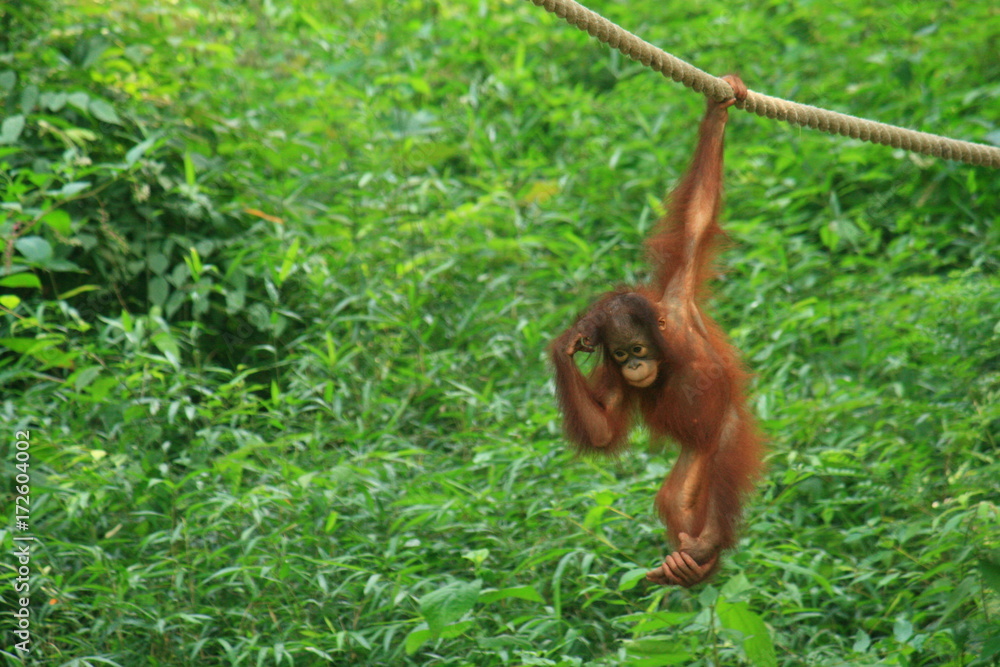 Naklejka premium オランウータンの子供