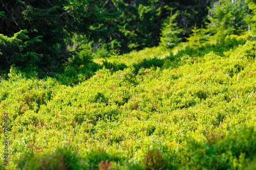 blueberry (Vaccinium myrtillus) in mountain land, fruits and leaves