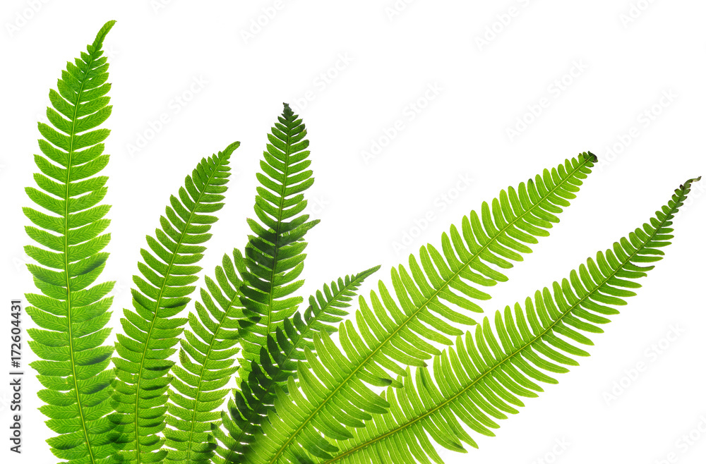 Green fern leaves ( Blechnum spicant ) isolated on white background.