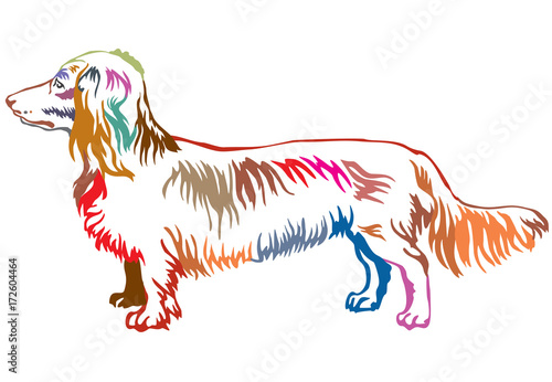 Colorful decorative standing portrait of dog Long-haired Dachshund vector illustration