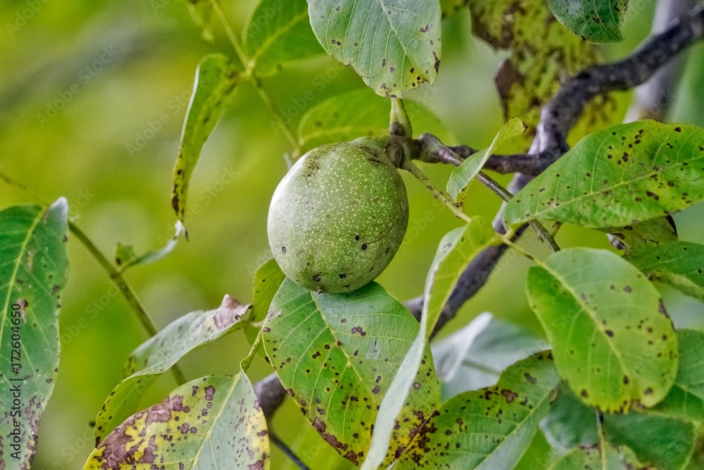 Common Walnut Common Walnut