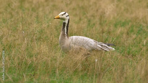 Bar-headed goose (Anser indicus) photo