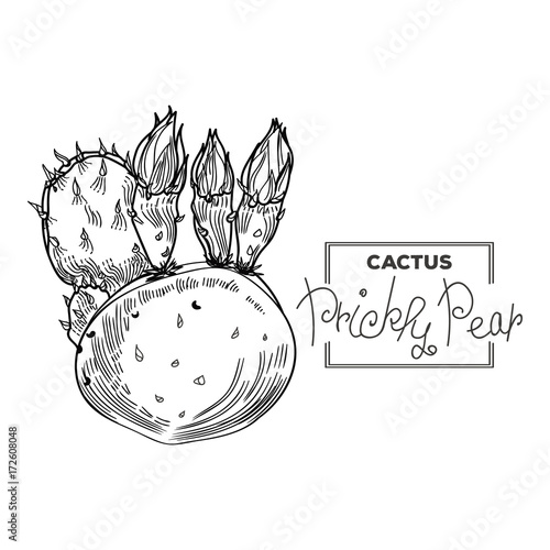 Prickly pear cactus