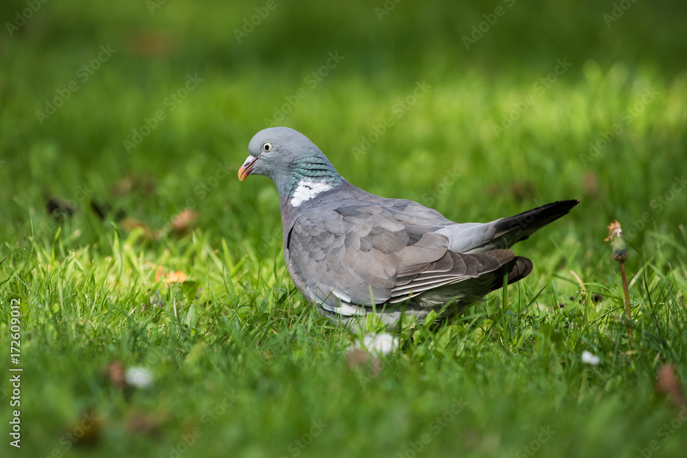 Common Wood Pigeon, Wood Pigeon, Columba palumbus Common Wood Pigeon, Wood Pigeon, Columba palumbus