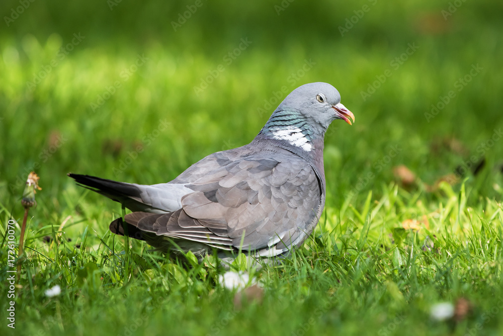 Common Wood Pigeon, Wood Pigeon, Columba palumbus Common Wood Pigeon, Wood Pigeon, Columba palumbus