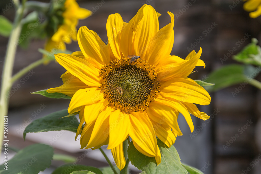 Obraz premium sunflower close up