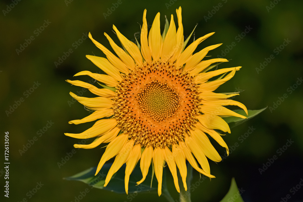 Obraz premium Big yellow sunflower