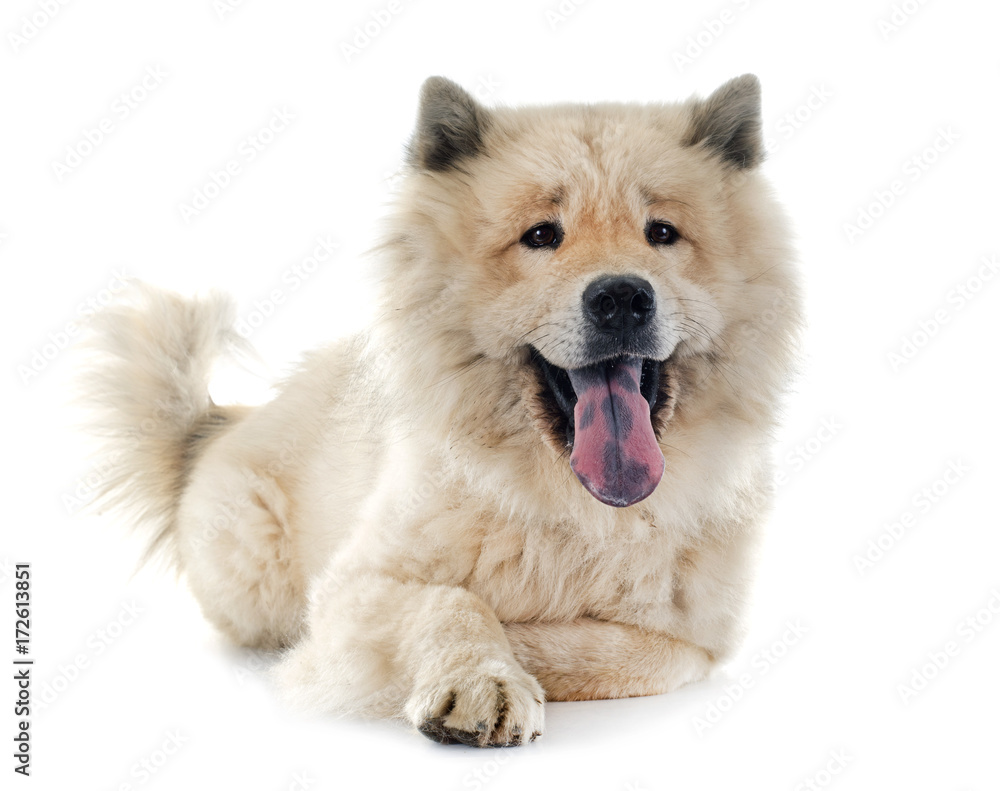 eurasier eurasier