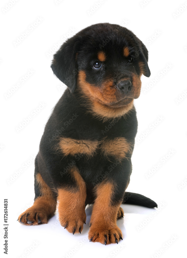 puppy rottweiler in studio