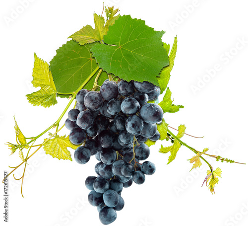 grappe de raisin rouge et vigne, fond blanc 