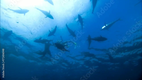 Romantic Couple Swimming and Scuba Diving / snorkeling on vacation under water with bluefin tuna farm in tuna nets (tuna rings) in deep blue ocean areas.  photo