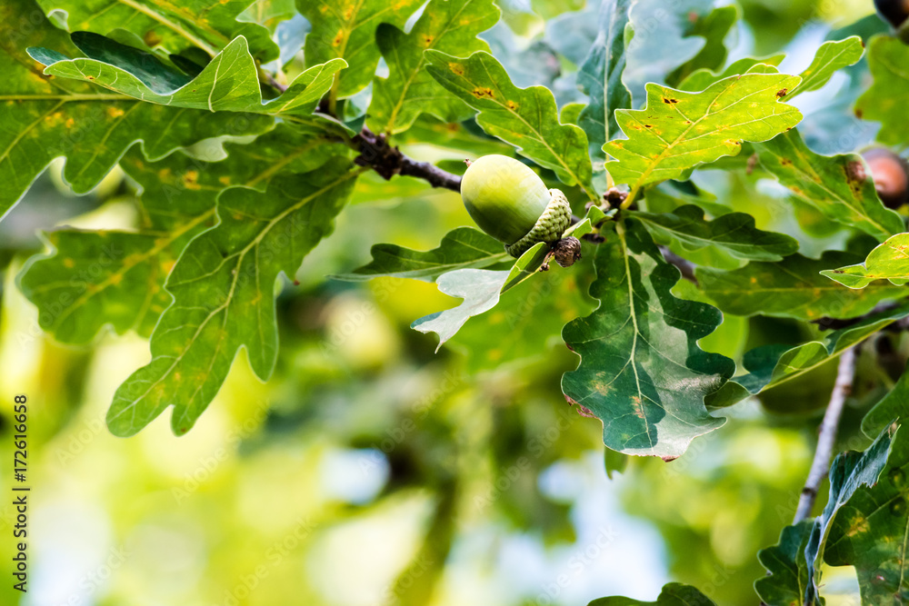 Fototapeta premium Unripe green acorns growing on a tree