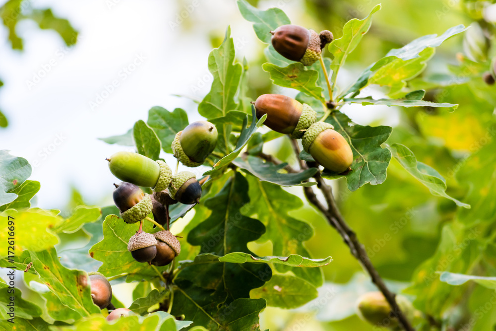 Unripe green acorns growing on a tree Unripe green acorns growing on a tree