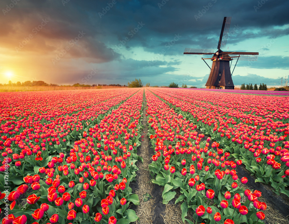 Majestic dawn over beautiful field of tulip flowers and windmill, traditional Holland landscape.