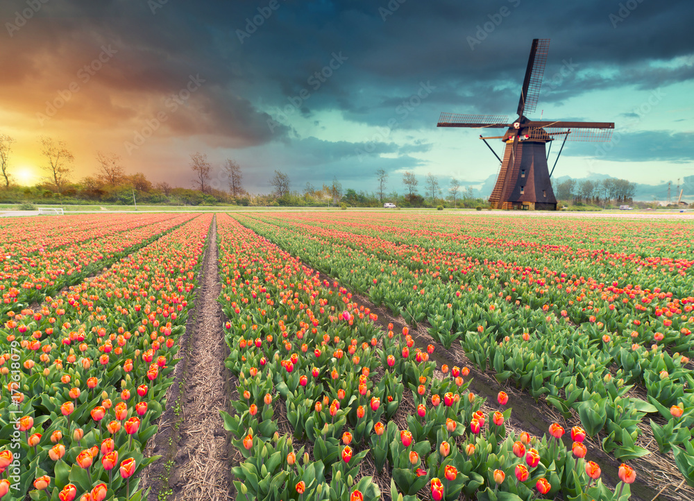 Majestic dawn over beautiful field of tulip flowers and windmill, traditional Holland landscape.