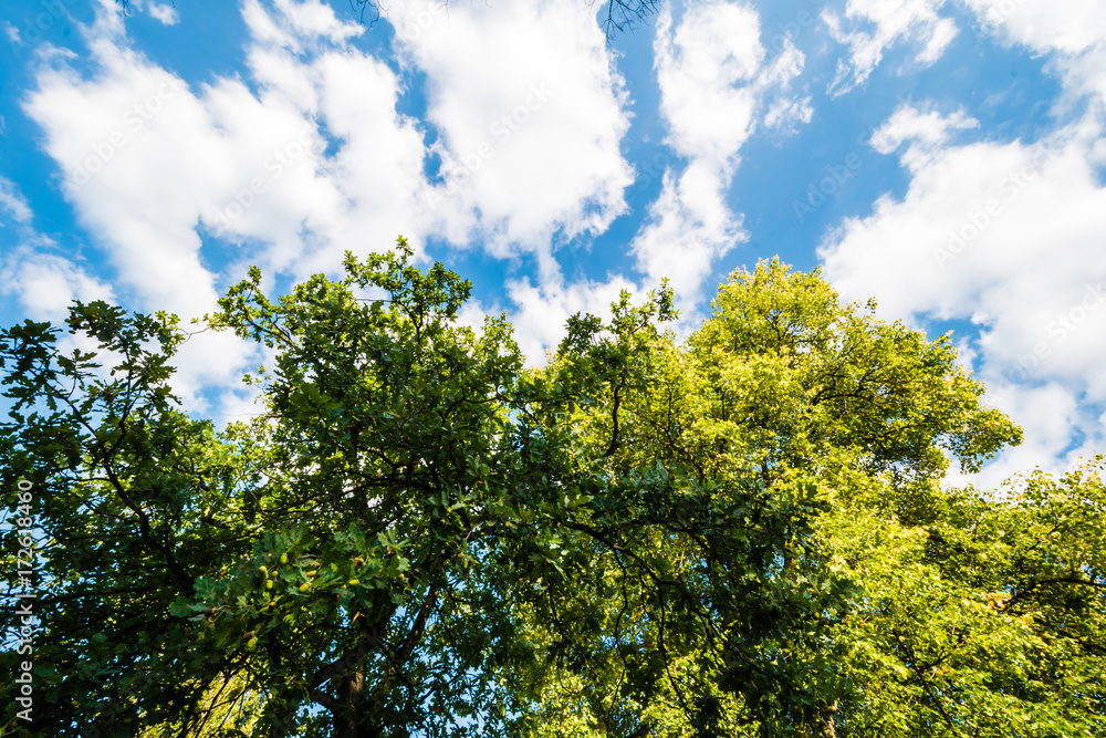 Green tree against blue sky with clouds Green tree against blue sky with clouds
