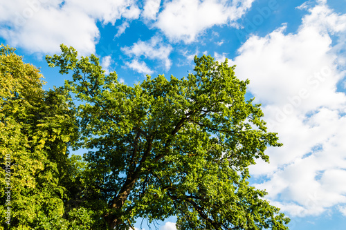 Green tree against blue sky with clouds