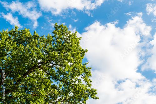 Green tree against blue sky with clouds