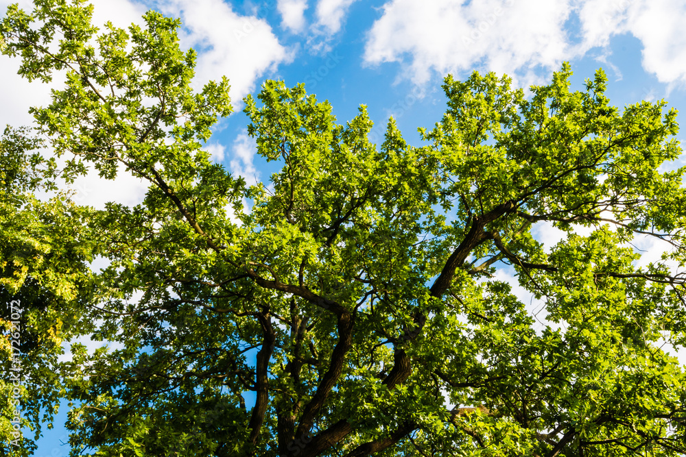 Green tree against blue sky with clouds