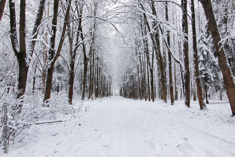 winter forest covered snow winter forest covered snow