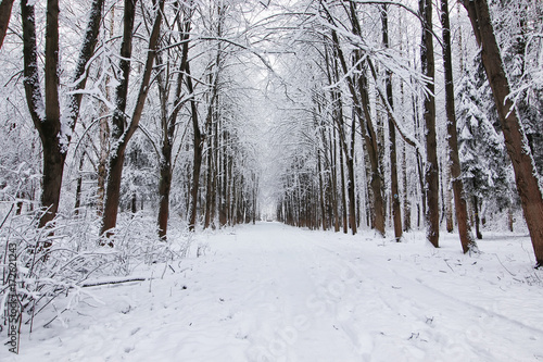 winter forest covered snow