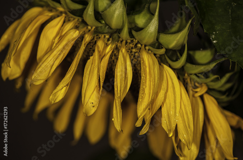 kwiat słonecznik w deszczu