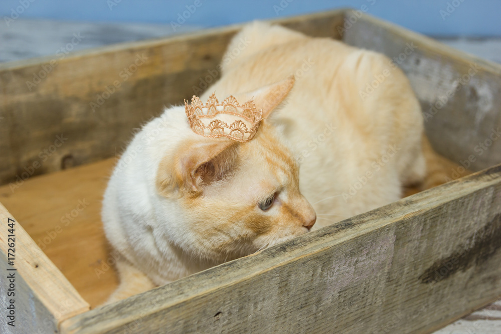 Thai cat wearing crown sits in wooden box - obrazy, fototapety, plakaty 
