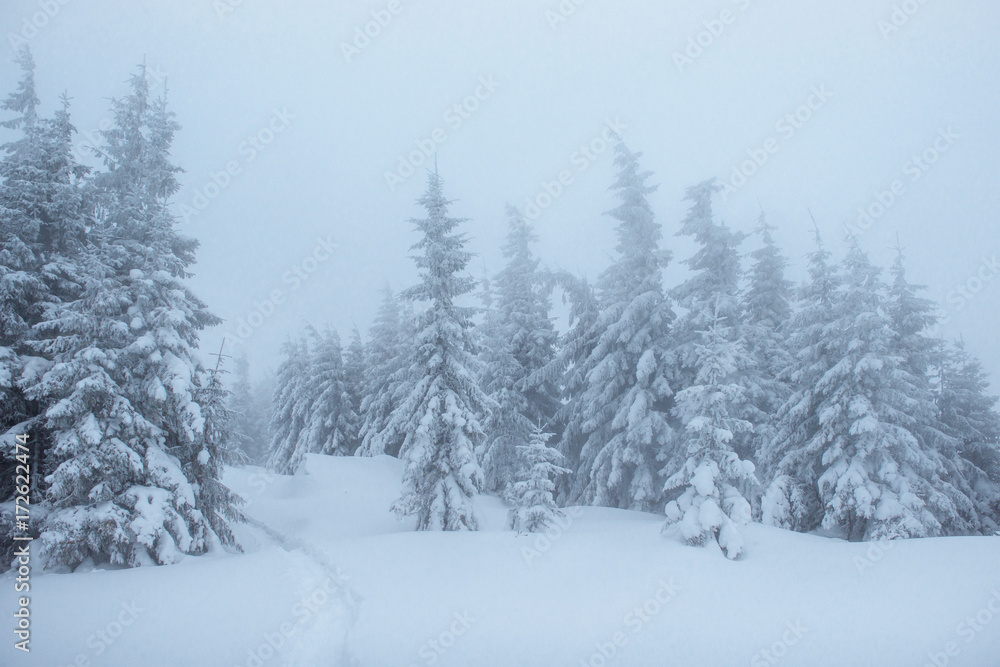 Fantastic winter landscape. On the eve of the holiday. The dramatic scene. Carpathian, Ukraine, Europe. Happy New Year.