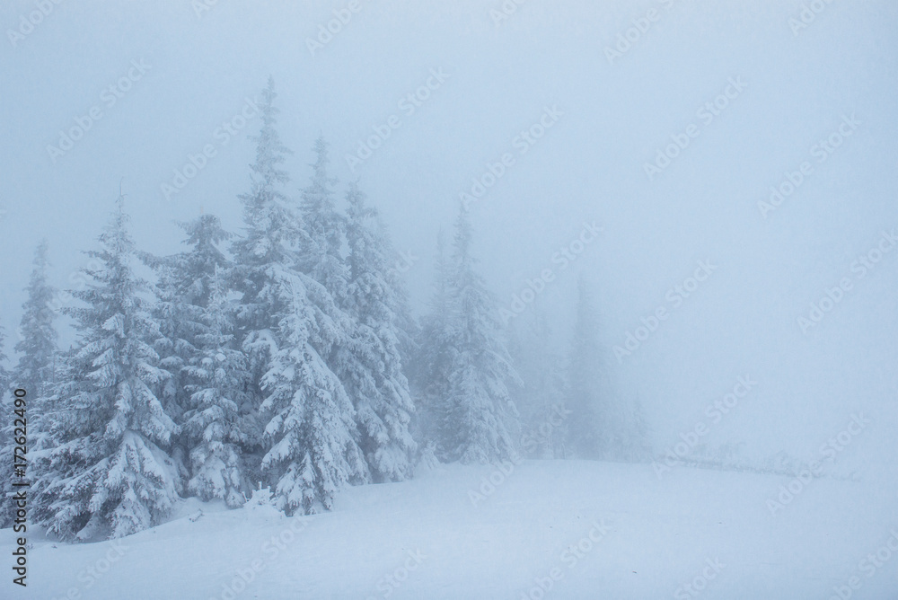 Fototapeta premium Fantastic winter landscape. On the eve of the holiday. The dramatic scene. Carpathian, Ukraine, Europe. Happy New Year.