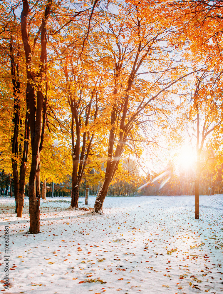 Obraz premium October mountain beech forest with first winter snow