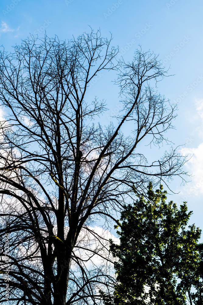 Black dry branches of tree without leaves Black dry branches of tree without leaves