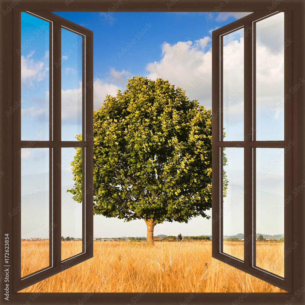 Fototapeta Okno z widokiem na pojedyncze drzewo na polu pszenicy 
