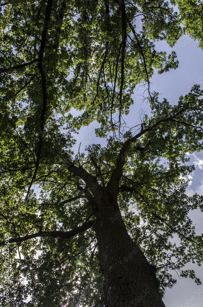 Fototapeta premium niebo przez korony drzew 