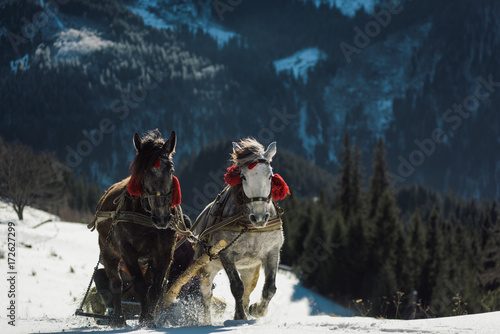 Two horse open sleigh on a mountain hill in winter. Celebration decorations on horses. Christmas sleigh with two horses running. photo