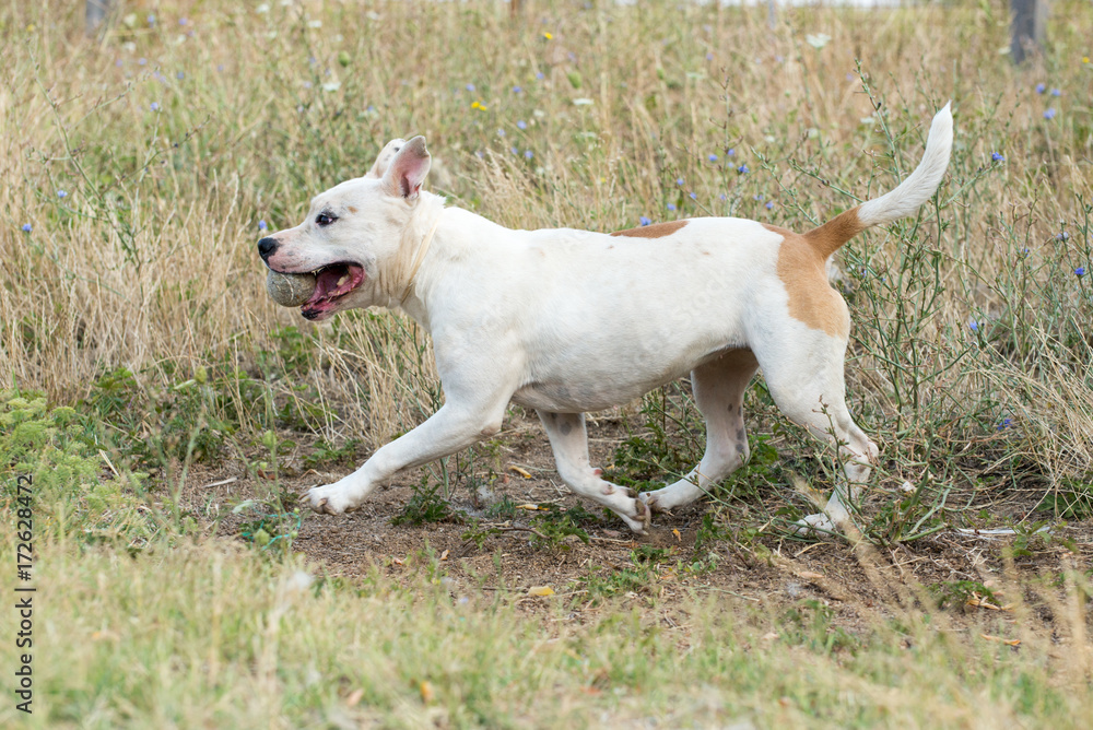 Beautiful homeless white dog from dogs shelter Beautiful homeless white dog from dogs shelter
