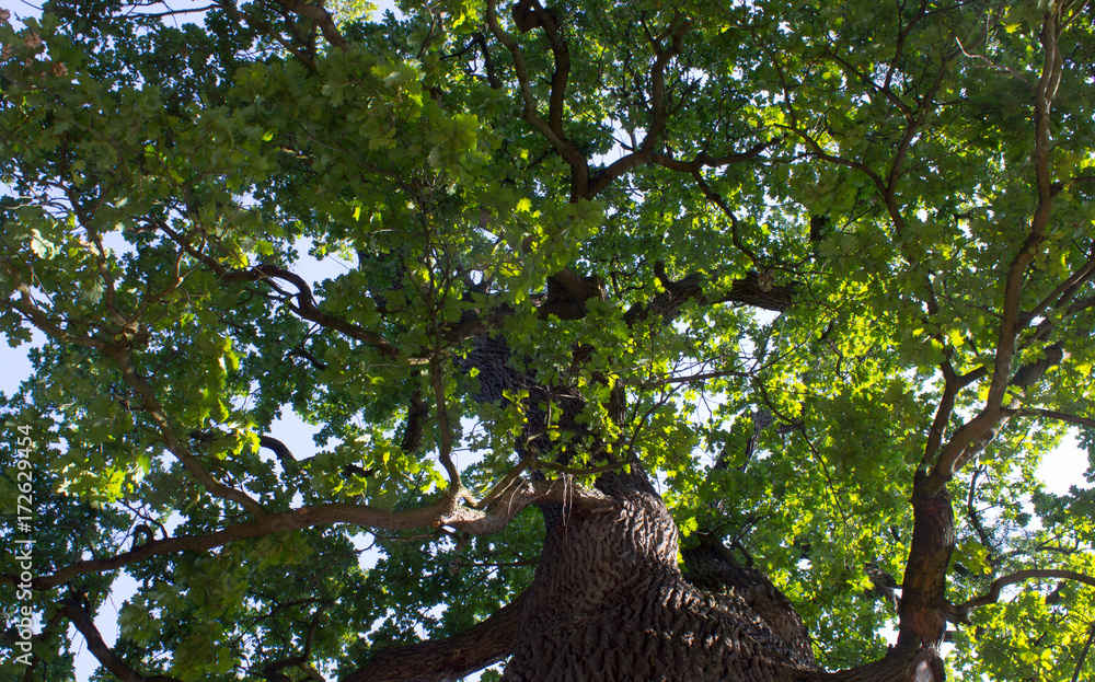 Fototapeta premium Old big oak with leaves (6)