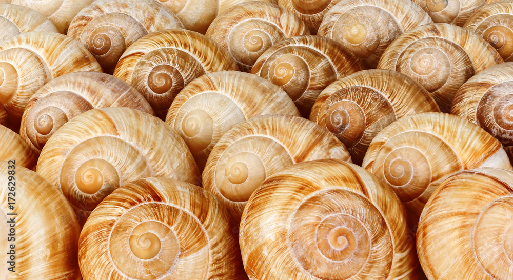 Snail shells Snail shells