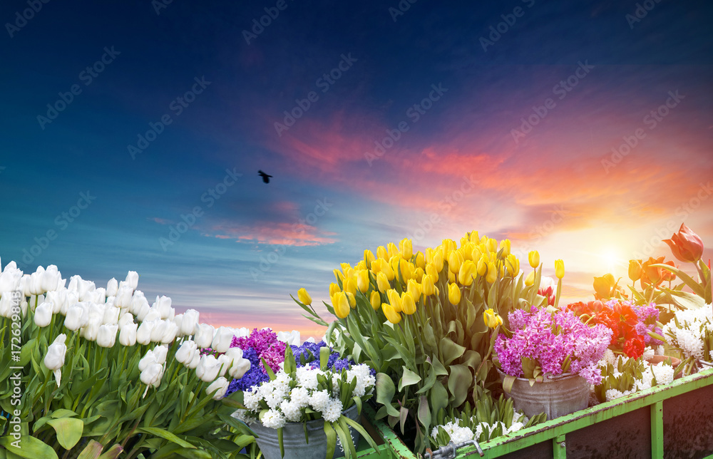 Majestic dawn over beautiful field of tulip flowers and windmill, traditional Holland landscape