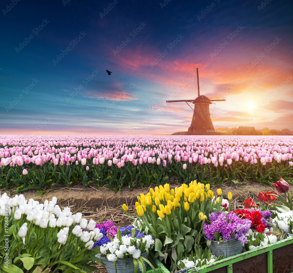 Majestic dawn over beautiful field of tulip flowers and windmill, traditional Holland landscape